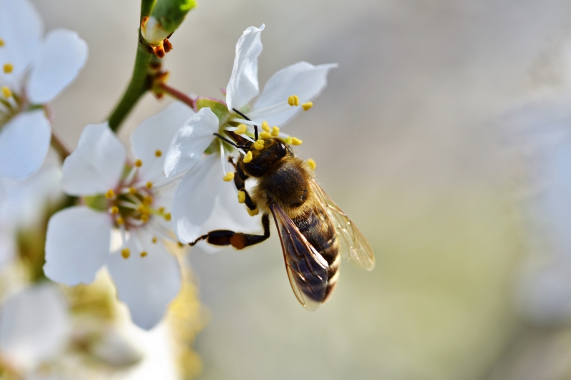 jardinerie-LA GARDE-min_bee-4092986